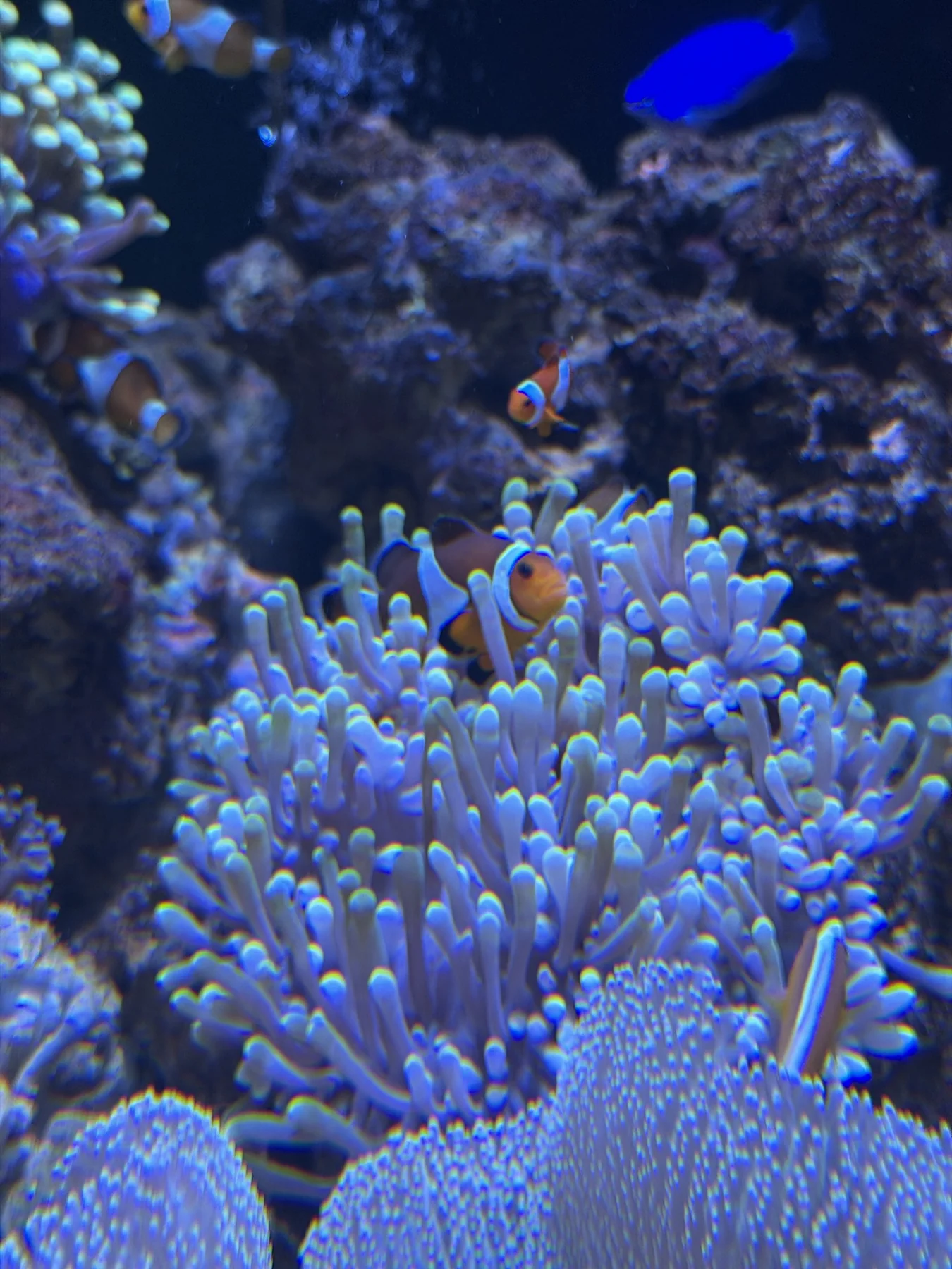 海葵中的小丑鱼